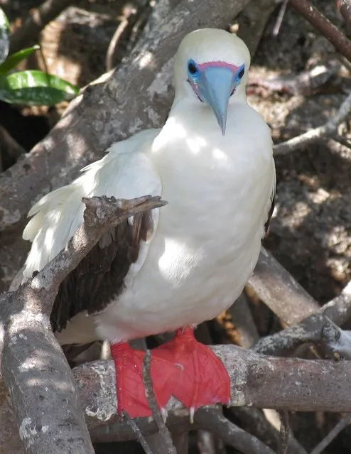 Red-Footed Booby