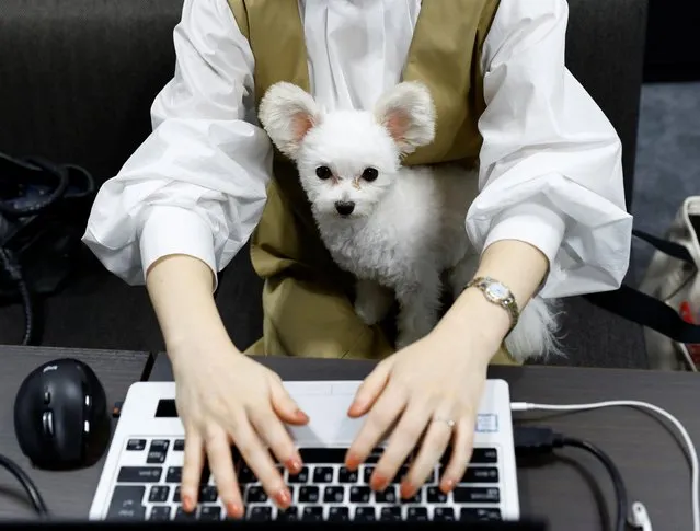 Yuka Hatagaki puts her five-year-old Maltese-poodle cross pet dog Noel on her knee as she works at an experimental “dog office”, separated from standard working areas and operating on a trial basis until the end of the year, at a building of Fujitsu in Kawasaki, Japan on September 21, 2022. (Photo by Kim Kyung-Hoon/Reuters)