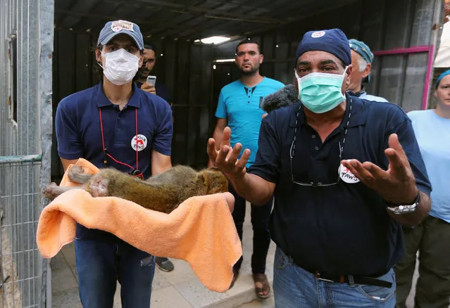 A member of Four Paws International team carries a sedated monkey before it is taken out of Gaza, at a zoo in Khan Younis in the southern Gaza Strip August 23, 2016. (Photo by Ibraheem Abu Mustafa/Reuters)