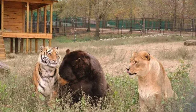 Lion, Tiger, Bear