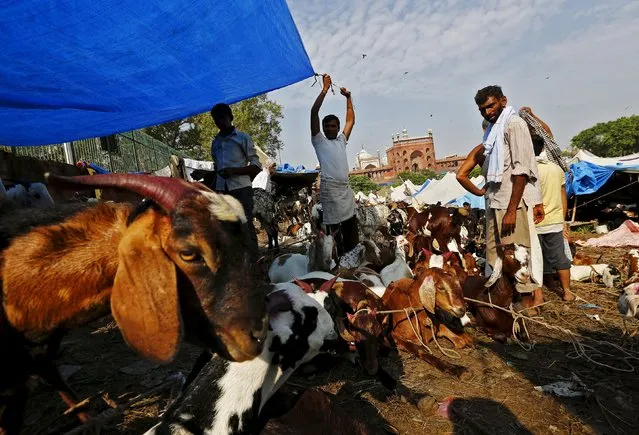 A trader pulls a tarpaulin to cover his goats as he waits for customers at a livestock market ahead of the Eid al-Adha festival in the old quarters of Delhi, India, September 22, 2015. Muslims across the world are preparing to celebrate the annual festival of Eid al-Adha or the Feast of the Sacrifice. (Photo by Adnan Abidi/Reuters)