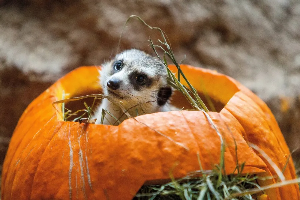 The Week in Pictures: Animals, October 11 – October 18, 2014