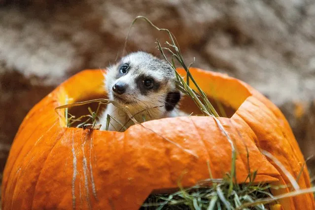 Meerkats chomp and romp with Halloween spirit during Woodland Park Zoo's annual Pumpkin Bash Thursday, October 16, 2014, at Woodland Park Zoo in Seattle, Washington. Pumpkin Bash is held Saturdays-Sundays, Oct. 18-19, 25-26 and Friday, Oct. 31. (Photo by Jordan Stead/AP Photo)