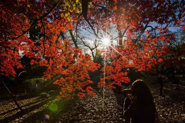 A woman takes pictures of a tree in Shinjuku Gyoen National Garden on a sunny autumn day in Tokyo December 5, 2014. (Photo by Thomas Peter/Reuters)