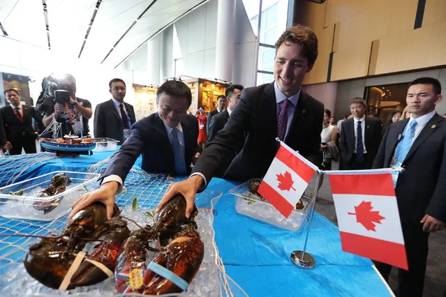Canada's Prime Minister Justin Trudeau picks up a lobster during a meeting with Jack Ma, Chairman and chief executive of Alibaba Group, at the company's Xixi Campus in Hangzhou, Zhejiang Province, China, September 3, 2016. (Photo by Reuters/Stringer)