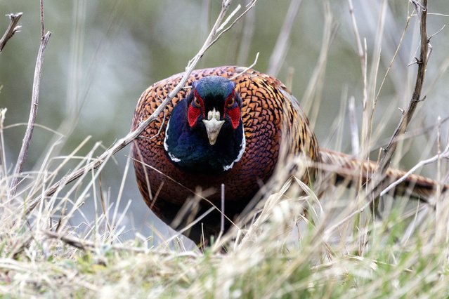 A pheasant strides towards the camera at Sandwich Bay in Kent, UK on April 11, 2025, its vivid plumage on full display. The ethics of pheasant rearing and their ecological impact are hotly debated. (Photo by Jack Hill/The Times/The Sunday Times)