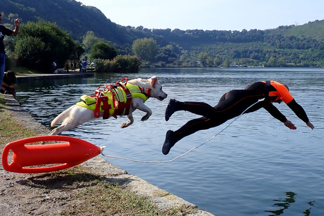 Volunteer of the SICS “Italian rescue dog school”, during a water rescue training session, inside the Averno lake in Pozzuoli. Italy, on October 26, 2024. (Photo by Vincenzo Izzo/Sipa USA)