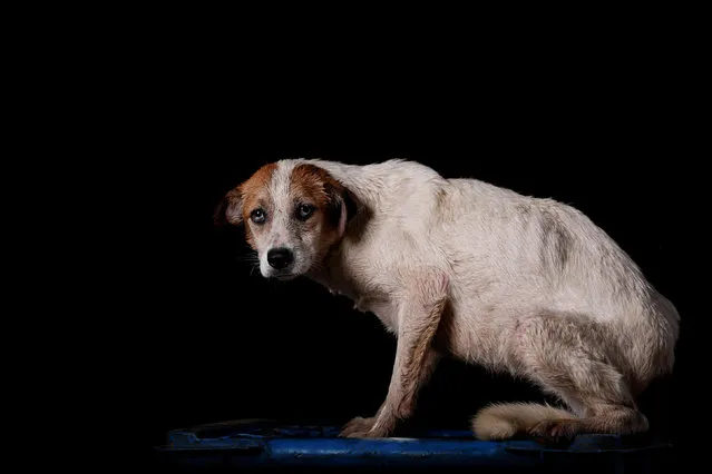 Ojitos is pictured at the Famproa dogs shelter in Los Teques, Venezuela August 16, 2016. Ojitos (eyes) has been given that name because she has blue eyes. “She arrived at the shelter two years ago and from the very first moment has always been very loving. She never fights  with the others. She has been offered up for adoption on many occasions, but no one wanted to keep her”, said Maria Silva who takes care of dogs at the shelter. (Photo by Carlos Garcia Rawlins/Reuters)