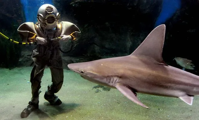 A diver wearing a suit commonly used 100 years ago is confronted by a shark as he takes a walk through the 2.2 million liter Oceanarium tank at the Melbourne Aquarium. (Photo by William West/AFP Photo)