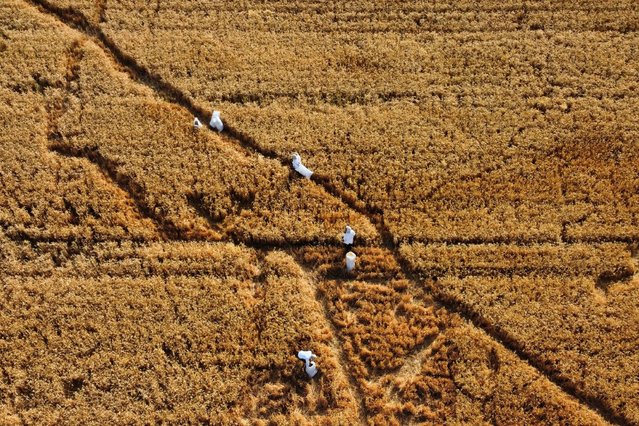 Ultra-Orthodox Jews harvest wheat in a field outside the city of Modiin, Israel, 11 May 2025. The harvested wheat will be stored for almost a year and then used to grind flour to make unleavened bread or Matzah in Hebrew for the week-long Passover Holiday. (Photo by Abir Sultan/EPA)
