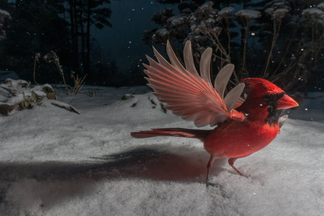 A northern cardinal (Cardinalis cardinalis) in December 2020. This photo is part of a larger series entitled Beneath the Bird Feeder. A former comedian and ventriloquist, Carla Rhodes’ life was transformed when she discovered a passion for wildlife conservation photography. Last winter, she placed a camera trap in her garden in the Catskill mountains in New York state, with heartwarming results. (Photo by Carla Rhodes/The Guardian)