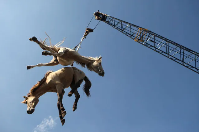 Horses are hoisted in the air by a crane as they are transferred from a cargo ship to a truck at a port in Surabaya, Indonesia, on February 8, 2013. Hundreds of horses and cows arrived at the port from West Timor and will be distributed to various cities on the main island of Java. (Photo by Trisnadi/Associated Press)