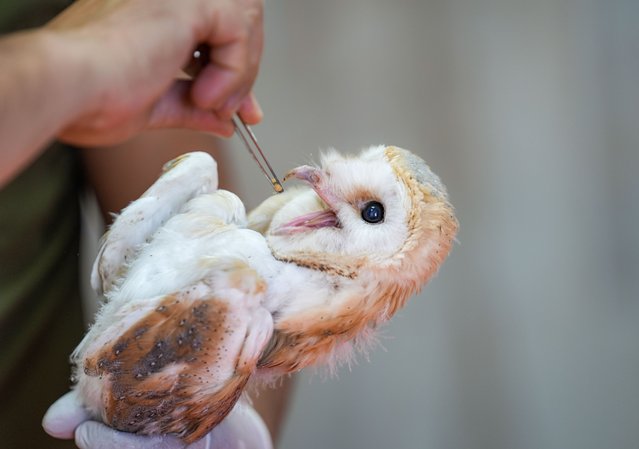 Citizens who find weak or injured baby animals in nature bring them to the Dicle Wildlife Rescue and Rehabilitation Center for treatment, which is established through a collaboration between the Turkish Ministry of Agriculture and Forestry's General Directorate of Nature Conservation and National Parks (DKMP) and Dicle University, in Diyarbakir, Turkiye on June 17, 2025, (Photo by Bestami Bodruk/Anadolu via Getty Images)