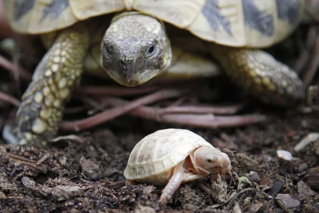 A trainer holds a three-week-old albinos turtle Boettgeri next to an adult turtle at the Turtle Valley animal park in Sorede on October 13, 2015. (Photo by Raymond Roig/AFP Photo)