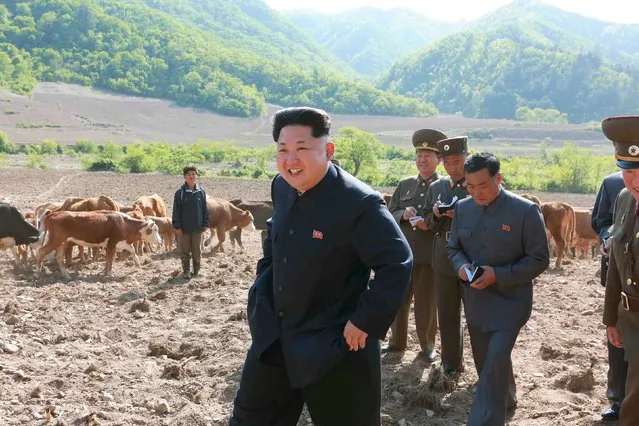 North Korean leader Kim Jong Un visits the July 18 Cattle Farm under Korean People's Army (KPA) Unit 580, in this undated photo released by North Korea's Korean Central News Agency (KCNA) in Pyongyang on May 11, 2015. (Photo by Reuters/KCNA)