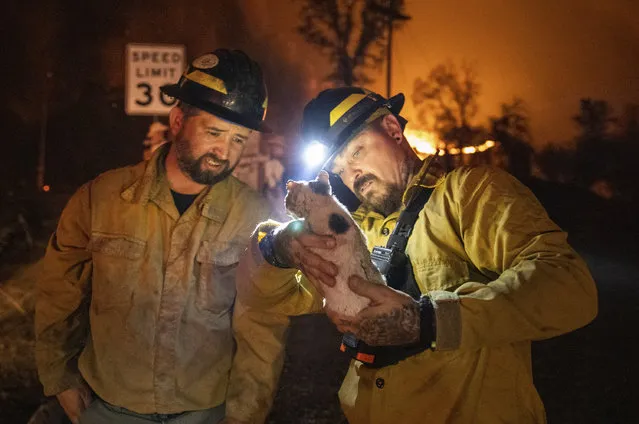 Private firefighter Bradcus Schrandt, right, holds an injured kitten while Joe Catterson assists, at the Zogg Fire near Ono, Calif., on Sunday, Sepember 27, 2020. (Photo by Ethan Swope/AP Photo)