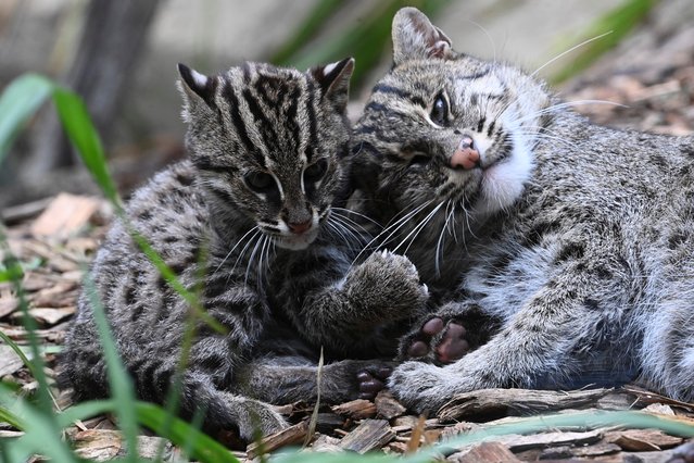 Fishing cat Saray (R) mothers her kittens at the La Fleche Zoo in La Fleche, western France on July 22, 2025. The birth of two male fishing cat kittens, which was announced by La Fleche Zoo on June 25, 2025, represents a significant step for the conservation of this vulnerable species. (Photo by Jean-Francois Monier/AFP Photo)