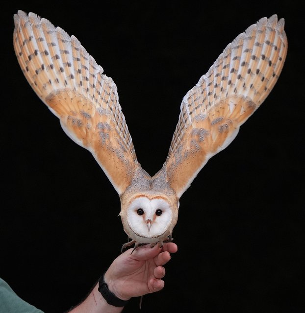 A barn owl during a display at Dublin Falconry near Lucan in Dublin, UK on Sunday, August 24, 2025. (Photo by Niall Carson/PA Wire)