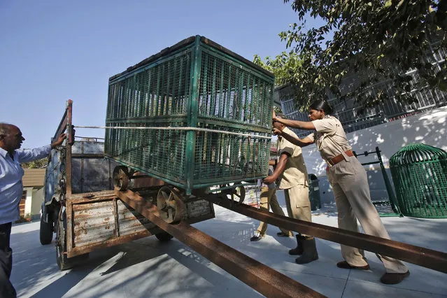 Forest guard Rashila Ben (R) helps to unload a cage containing a rescued leopard at an animal hospital located in the Gir National Park and Wildlife Sanctuary in Sasan, Gujarat December 2, 2014. (Photo by Anindito Mukherjee/Reuters)