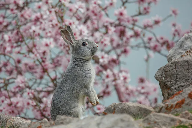 A rabbit is seen in front of the almond tree blossoms at Akdamar island in Lake Van during spring time in Turkey's Van province on March 29, 2018. Dozens of animal species that live in the island and almond tree blossoms become a tourist attractions as spring comes to Van district of Turkey. (Photo by Ali Ihsan Ozturk/Anadolu Agency/Getty Images)