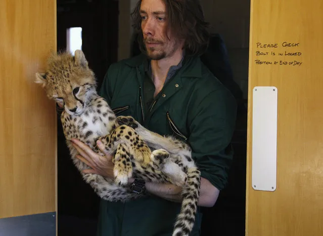 Carnivore keeper Andy Wolfenden carries Juba the cheetah cub into the operating theater after being anesthetized ahead of his operation to repair a right ankle fracture at Chester Zoo, northern England February 3, 2012. (Photo by Phil Noble/Reuters)