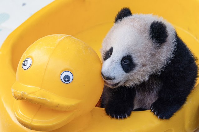 A giant panda cub plays with a yellow rubber duck at Chongqing Zoo in Chongqing, Southwestern China on November 30, 2025. (Photo by AFP Photo/China Stringer Network)