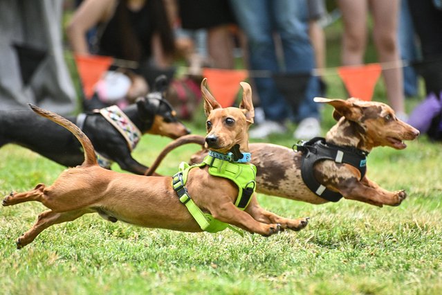 Dachshunds run during a gathering to celebrate “Salchi Day” (Dachshund Day) at Cerro Primo de Rivera park in Santiago on November 8, 2025. (Photo by Victor Ruiz/AFP Photo)