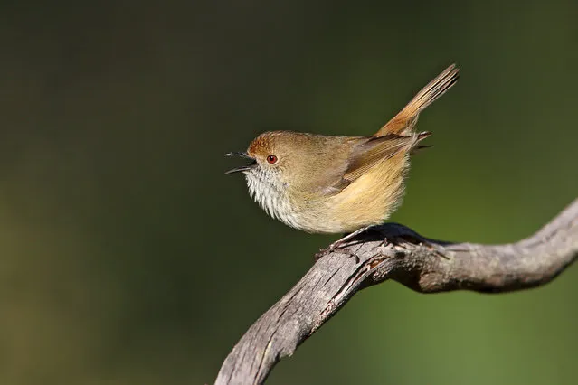A King Island brown thornbill is a passerine bird usually found in eastern and south-eastern Australia, including Tasmania. Residents of King Island fear the bird may be almost extinct. (Photo by Chris Tzaros/Birds Bush and Beyond)