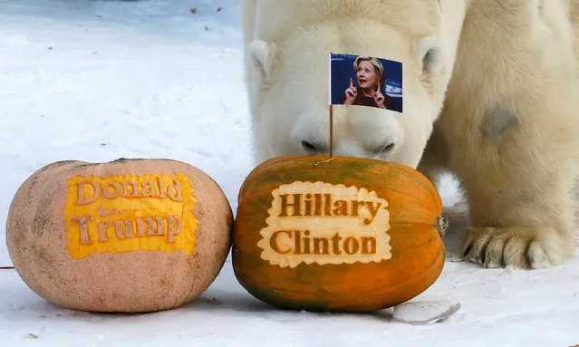 Felix, a male polar bear, eats a pumpkin with the portrait of U.S. presidential nominee Hillary Clinton as it predicts the result of U.S. presidential election at the Royev Ruchey zoo in Krasnoyarsk, Siberia, Russia, November 7, 2016. (Photo by Ilya Naymushin/Reuters)