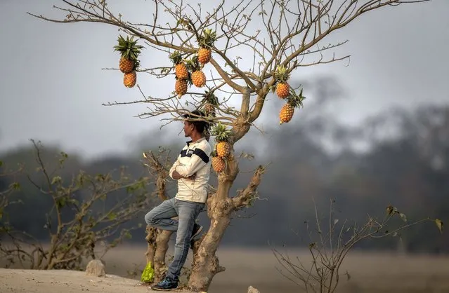 An Indian fruit vendor displays pineapple fruit on an unidentified tree to attract customers on the outskirts of Gauhati, India, Monday, February 1, 2021. India’s government plans to increase spending on health care in a budget that promises extra help for weathering the coronavirus pandemic. Contrary to expectations, the proposed budget did not promise extra support for the country’s farmers who have been protesting for more than two months against new agricultural laws which they say will favor large agribusiness and corporations. (Photo by Anupam Nath/AP Photo)