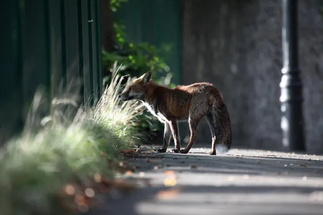 Urban Fox Project by Photographer Ian Wade