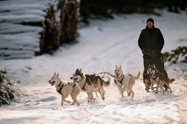 Mark Squires exercises his dogs as sledders and their huskies practice at a forest course ahead of the Aviemore Sled Dog Rally on January 20, 2015 in Feshiebridge, Scotland. Huskies and sledders prepare ahead of the Siberian Husky Club of Great Britain 32nd race taking place this weekend near Aviemore. (Photo by Jeff J. Mitchell/Getty Images)