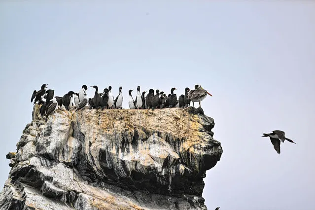 Cormorants (Guanay cormorant) rest on a rock at the Damas Island in Punta Choros, Coquimbo region, Chile on May 30, 2023. On the white sands of Isla Damas, in northern Chile, where tourists used to enjoy observing its rich fauna, today only sanitary brigades dressed in biosafety suits are seen searching for dead animals. Fear of bird flu forced the closure of the Humboldt Penguin National Reserve, in the Coquimbo region, where Damas Island is located and which is home to 56% of the reproductive pairs of this endemic species from Chile and Peru. (Photo by Martin Bernetti/AFP Photo)