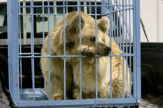 A bear is seen inside a cage before Kurdish animal rights activists release it into the wild after rescuing bears from captivity in people homes, in Dohuk, Iraq on February 10, 2021. (Photo by Ari Jalal/Reuters)