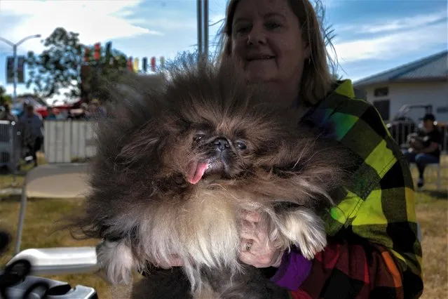 Catherine Kennedy holds her dog Barron as they compete at the annual World's Ugliest Dog Contest at the Sonoma-Marin Fair in Petaluma, California U.S., June 23, 2023. (Photo by Carlos Barria/Reuters)