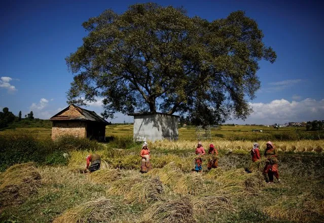 Farmers harvest rice on a field in Lalitpur, Nepal October 26, 2016. (Photo by Navesh Chitrakar/Reuters)