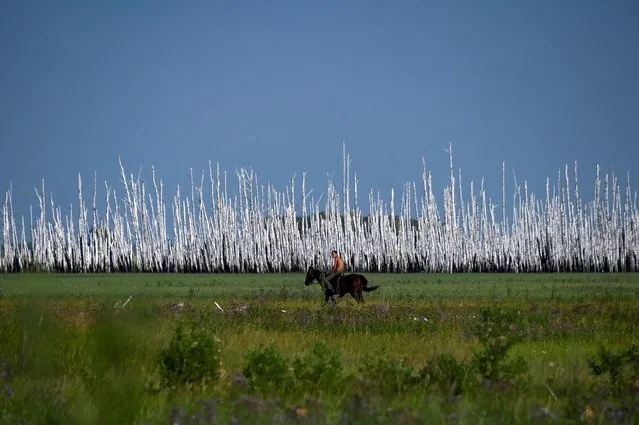 A man rides a horse past a dried out forest in Omsk region, Russia on July 19, 2023. (Photo by Alexey Malgavko/Reuters)