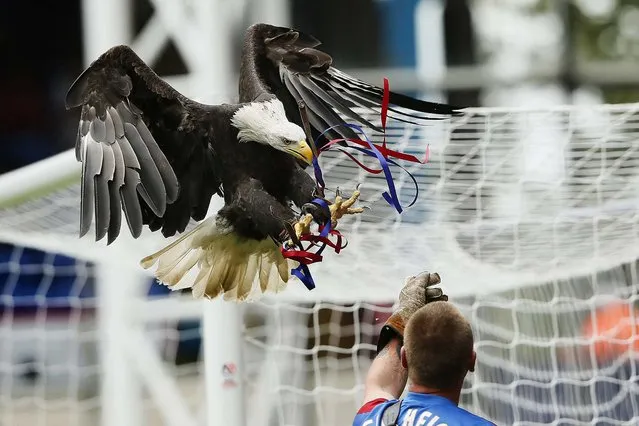Crystal Palace's mascot, a white headed eagle, lands before the start of the English Premier League match against Tottenham Hotspur at Selhurst Park in London, on August 18, 2013. (Photo by Stefan Wermuth/Reuters)