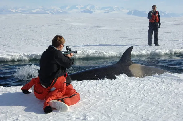 Killer Whales In McMurdo