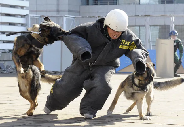 In this February 19, 2015 photo, police dogs bite the arm of a police officer during an anti-terrorism drill for the upcoming Tokyo Marathon, at the Tokyo Metropolitan Police headquarters in Tokyo. Organizers of the Feb. 22 marathon have promised increased security following the slaying of two Japanese hostages by the Islamic State group. (Photo by AP Photo/Kyodo News)