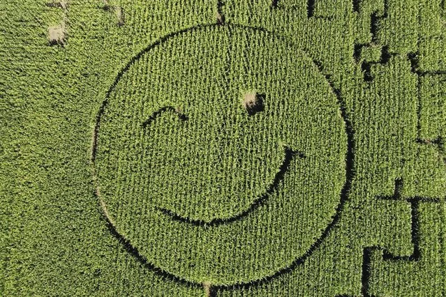 A farmer mowed a smiley into his corn field near Dortmund, Germany, Thursday, August 10, 2023. After days of heavy rain, the summer weather is returning to Germany, long awaited for the grain harvest. (Photo by Martin Meissner/AP Photo)
