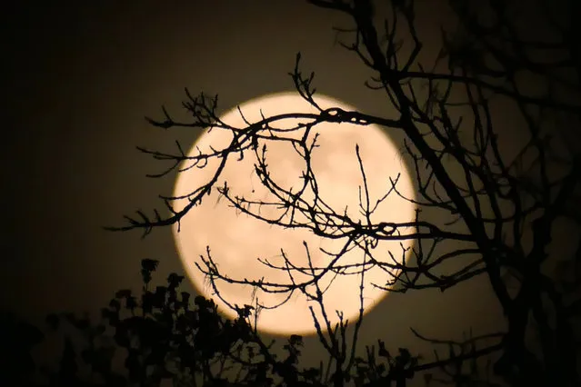 The pink super moon high in the skies over the copse in Dunsden, UK on April 26, 2021. It is named after phlox, the pink flowers that bloom in spring, is also a Super Moon. Other names for this Full Moon are Sprouting Grass Moon, Fish Moon, Hare Moon, Egg Moon, and Paschal Moon. (Photo by Geoffrey Swaine/Rex Features/Shutterstock)