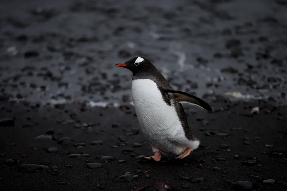 Other-World Sights Await Antarctica Tourists