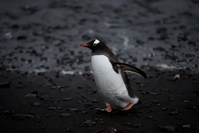 In this January 26, 2015 photo, a Gentoo penguin waddles past on the shore of  Punta Hanna, Livingston Island, South Shetland Island archipelago, Antarctica. While some tourists climb Mount Vinson, Antarctica's highest point at 16,050 feet (4,892 meters), others seek a chance to take in the views of other-worldly terrain or enjoy watching the penguins. (Photo by Natacha Pisarenko/AP Photo)