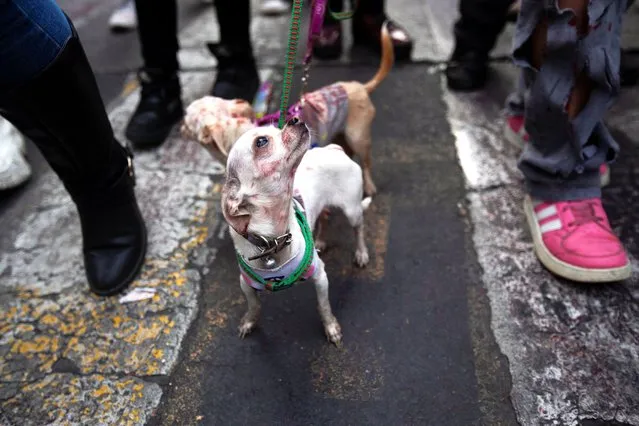 Dogs made up as zombies walk during the annual Zombie Walk in Mexico City, Mexico on October 21, 2023. (Photo by Quetzalli Nicte-Ha/Reuters)
