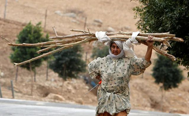 A Palestinian woman carries tree branches to be used for heating and cooking in the West Bank city village of Nassariya near Nablus November 30, 2016. (Photo by Abed Omar Qusini/Reuters)