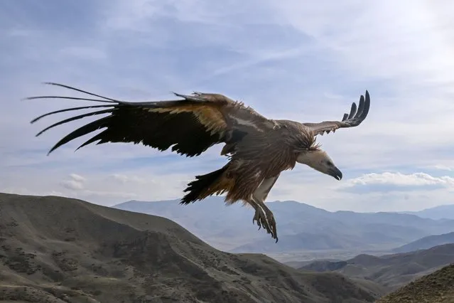 A griffon vulture flies over the sky after released into nature following taken care of Van Yuzuncu Yil University's (YYU) Wild Animal Protection Rehabilitation Center in Van, Turkiye on October 27, 2023. The griffon vulture, which was in danger of extinction and was found injured and exhausted, was released into its natural habitat after treatment. (Photo by Ozkan Bilgin/Anadolu via Getty Images)
