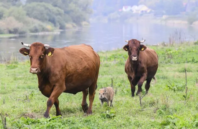 Wild boar “Frida” runs between two cows on a pasture near the river Weser in the district of Holzminden, Germany, Thursday, September 29, 2022. A cow herd in Germany has gained an unlikely following, after adopting a lone wild boar piglet. Farmer Friedrich Stapel told the dpa news agency that he spotted the piglet among the herd in the central German community of Brevoerd about three weeks ago. It had likely lost its group when they crossed a nearby river. (Photo by Julian Stratenschulte/dpa via AP Photo)