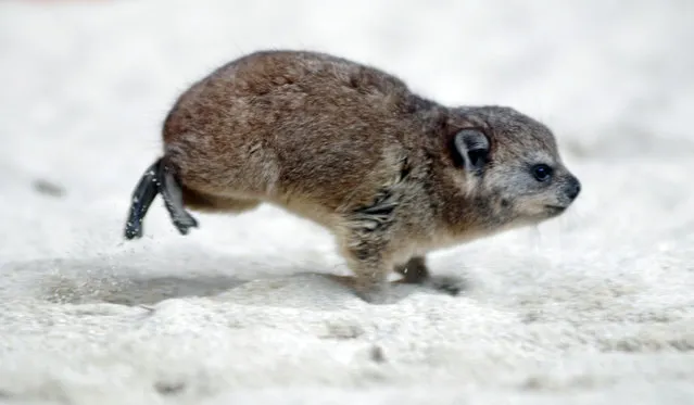 Rock hyrax. (Photo by In Cherl Kim)