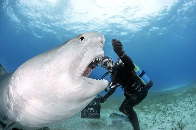 Close up of a tiger shark eating a fish fed to him by diver Vincent Canabal at Tiger Beach, Bahamas. (Photo by Daniel Botelho/Barcroft Media)